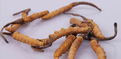 新盛冬蟲(chóng)夏草禮品回收網(wǎng)