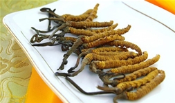 深圳冬蟲(chóng)夏草回收