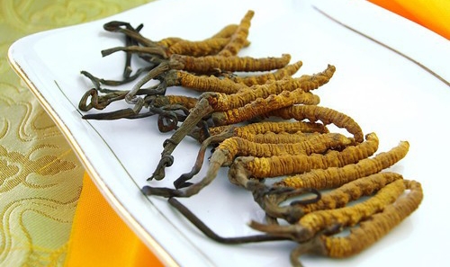 深圳冬蟲(chóng)夏草回收